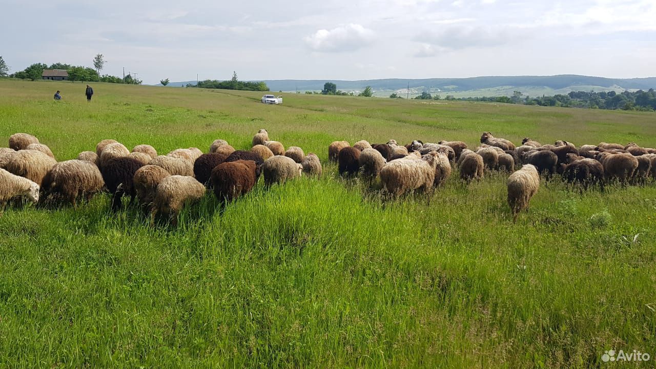 Бараны,овцы купить на Зозу.ру - фотография № 1