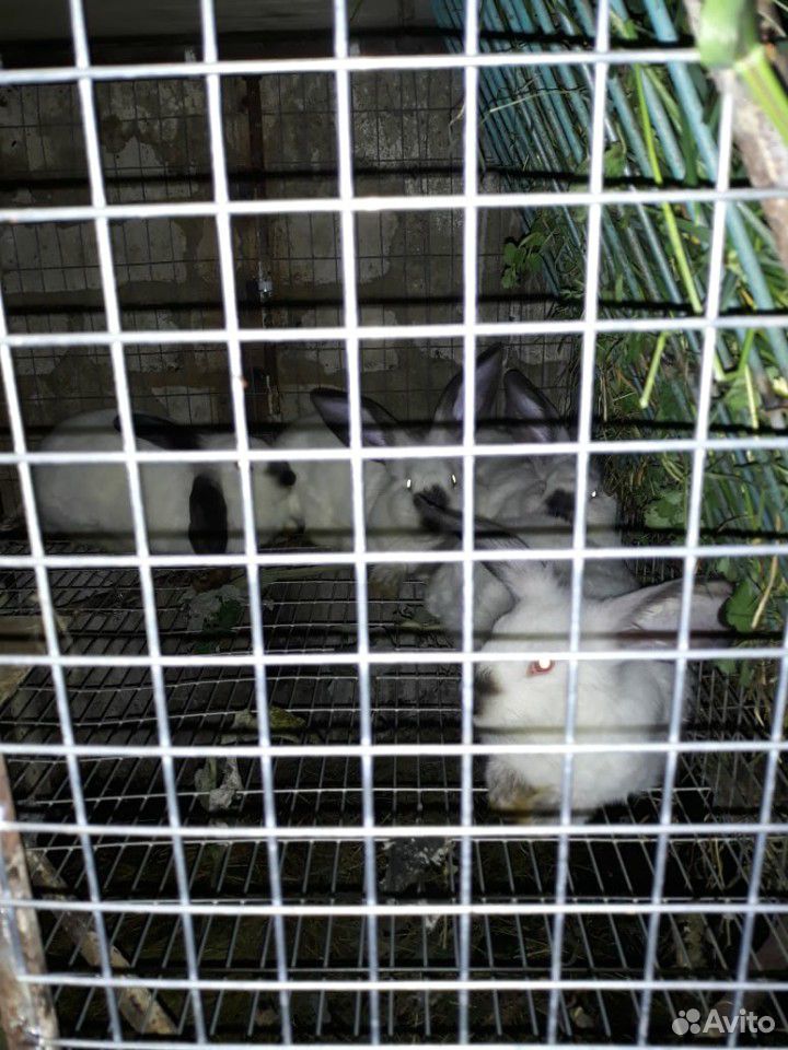 Кролики (чистые калифорнийцы) купить на Зозу.ру - фотография № 3