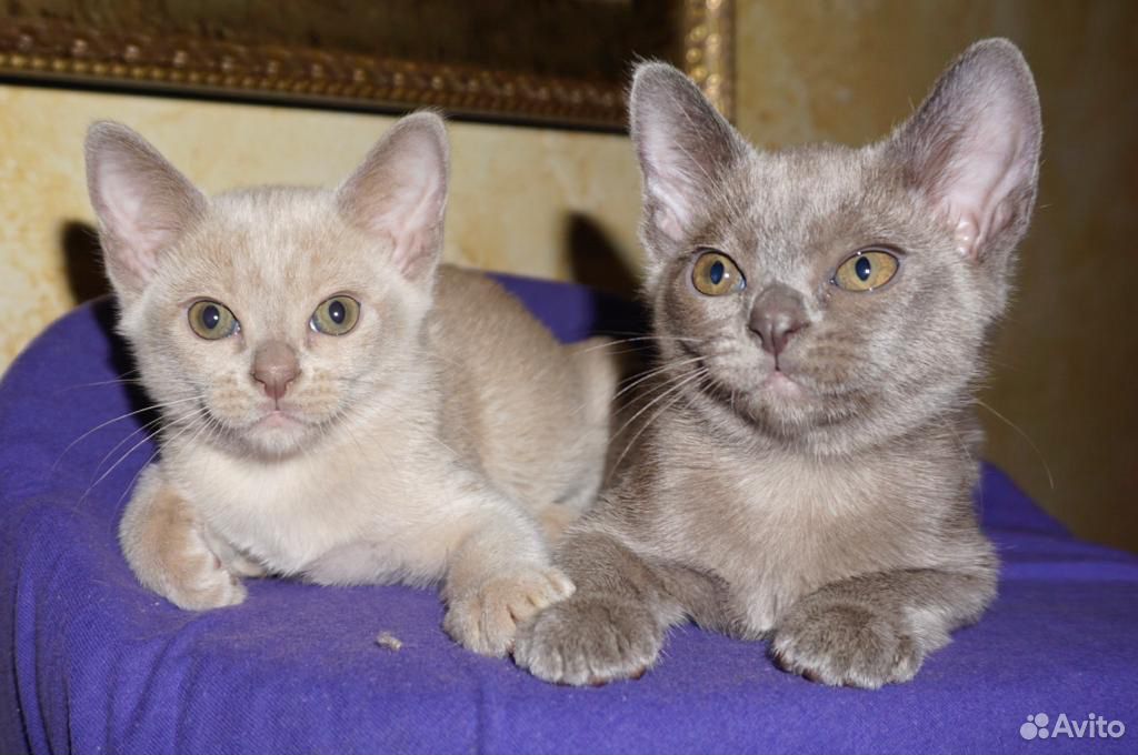Бурманские котята купить на Зозу.ру - фотография № 5