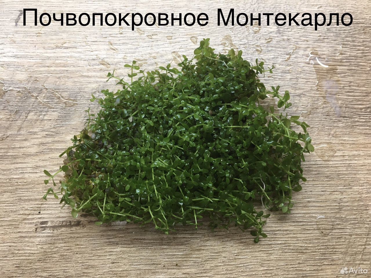 Растения для аквариума (разные) купить на Зозу.ру - фотография № 1