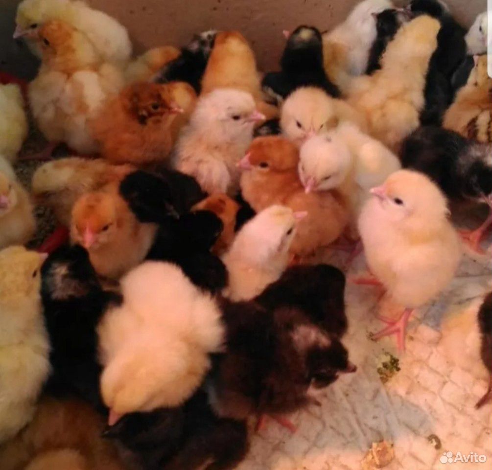 Цыплята от домашних курочек купить на Зозу.ру - фотография № 3