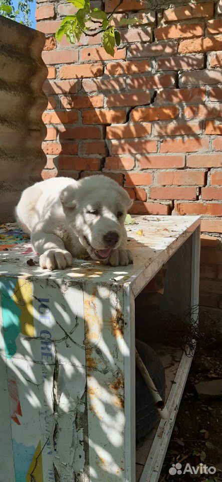 Собаки купить на Зозу.ру - фотография № 5
