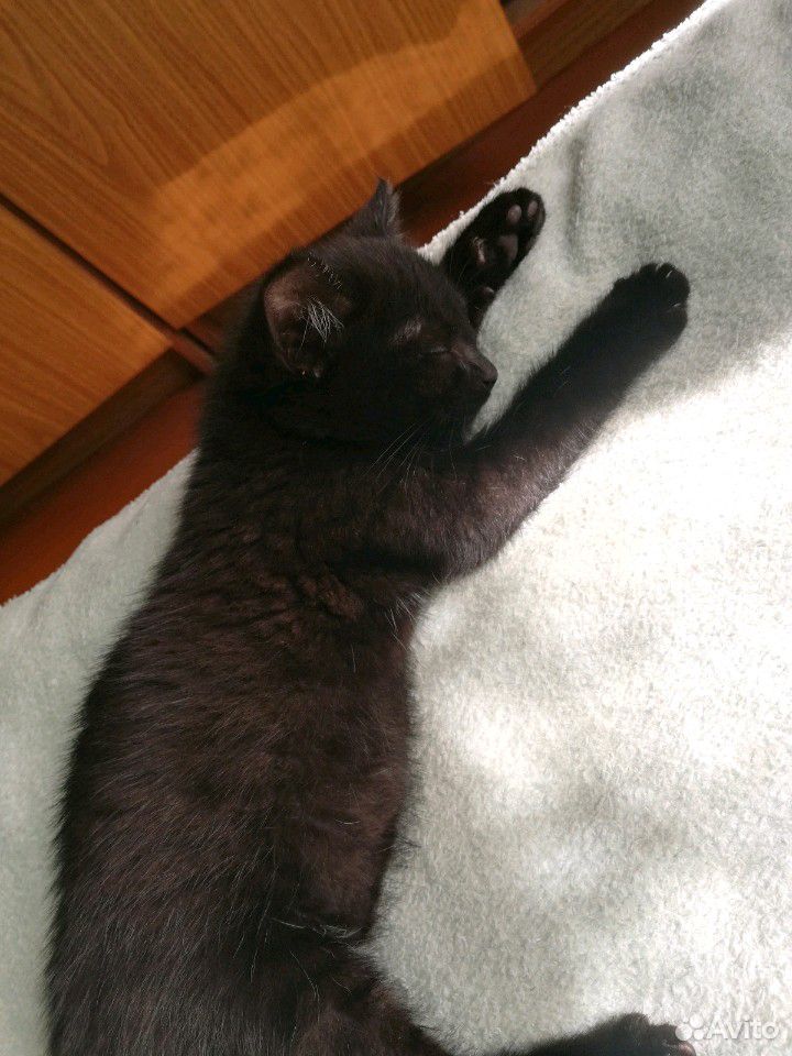 Отдам чёрного котёнка (мальчик), 2 месяца купить на Зозу.ру - фотография № 2