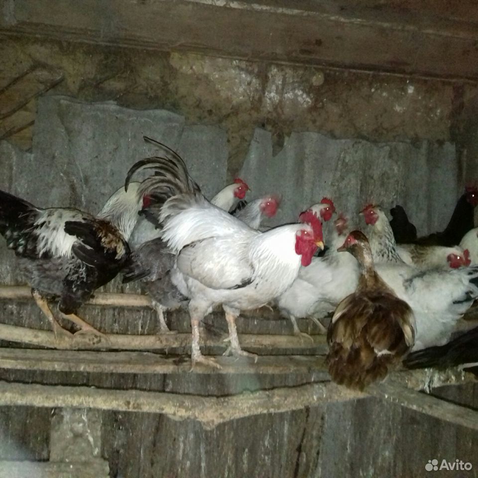 Цыплята от домашних кур метисов купить на Зозу.ру - фотография № 4