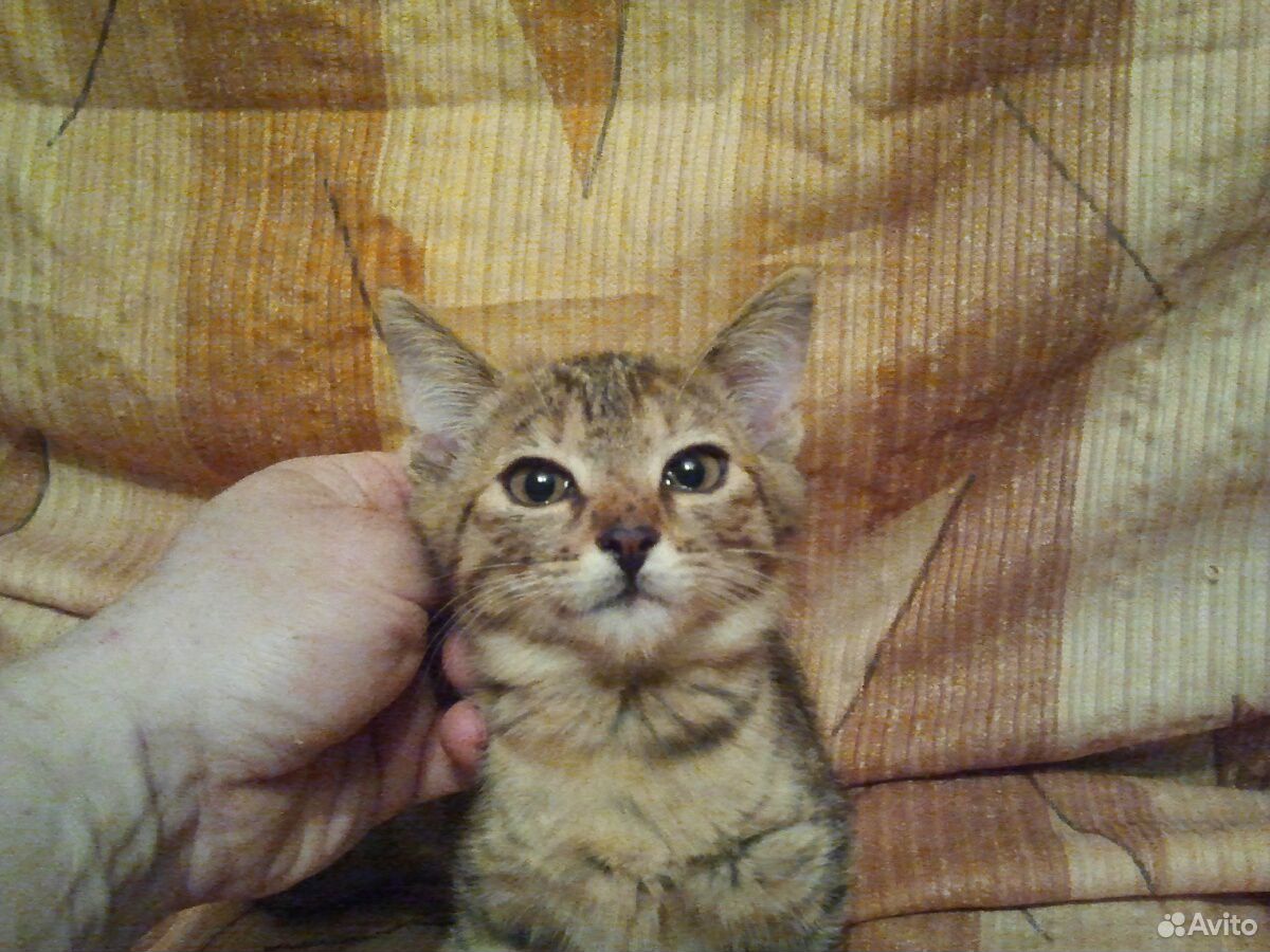 Котёнок в добрые руки самочка купить на Зозу.ру - фотография № 1