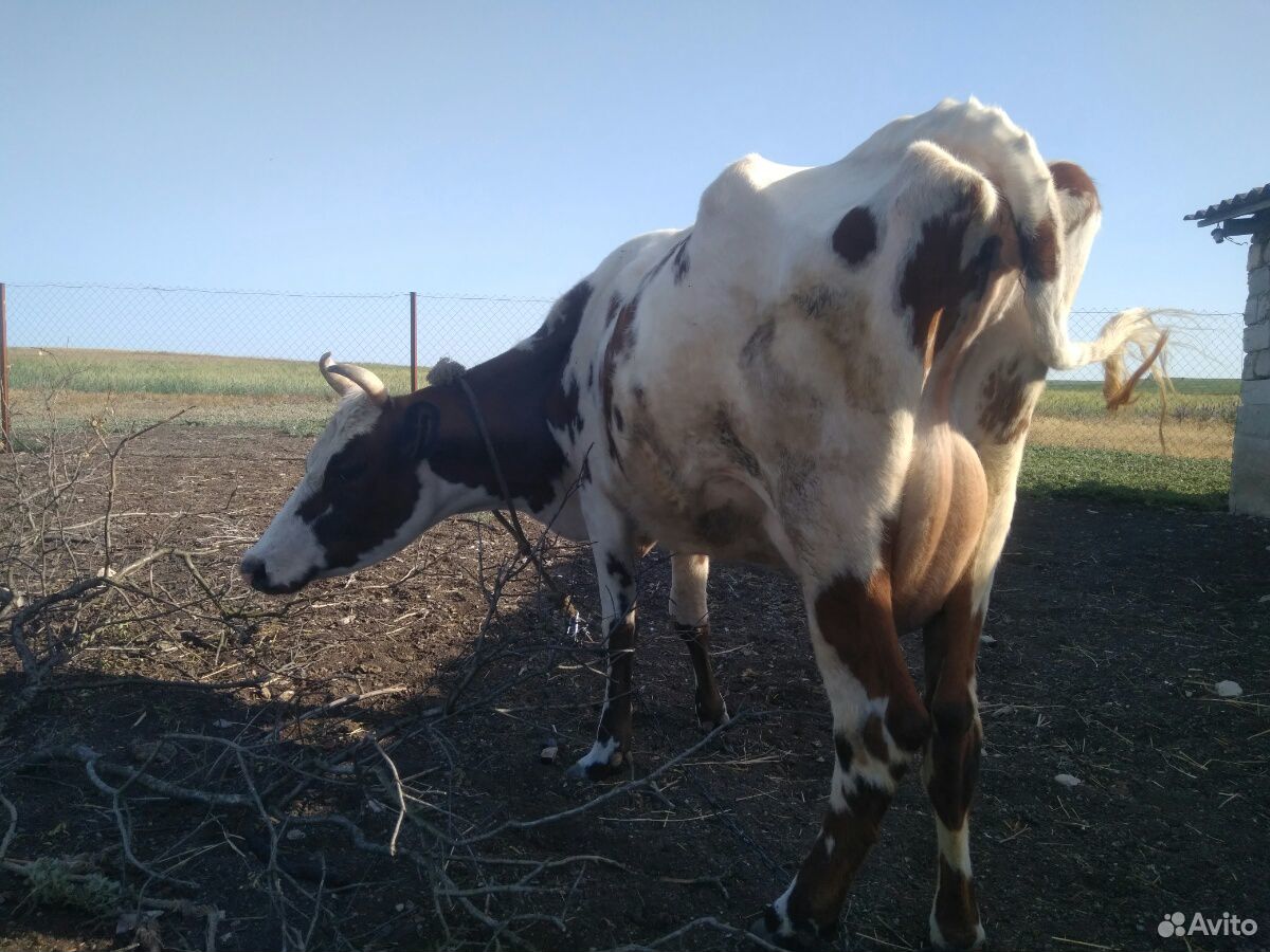Корова молочная, бычок, телочки, козы, барашки купить на Зозу.ру - фотография № 6