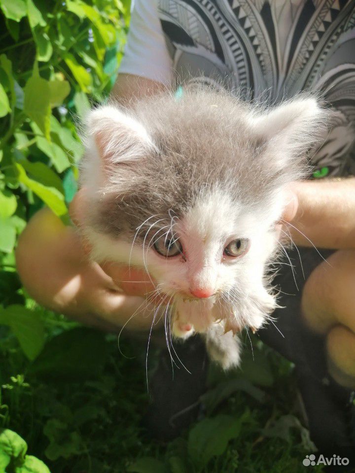 Котята от персидской кошки купить на Зозу.ру - фотография № 9