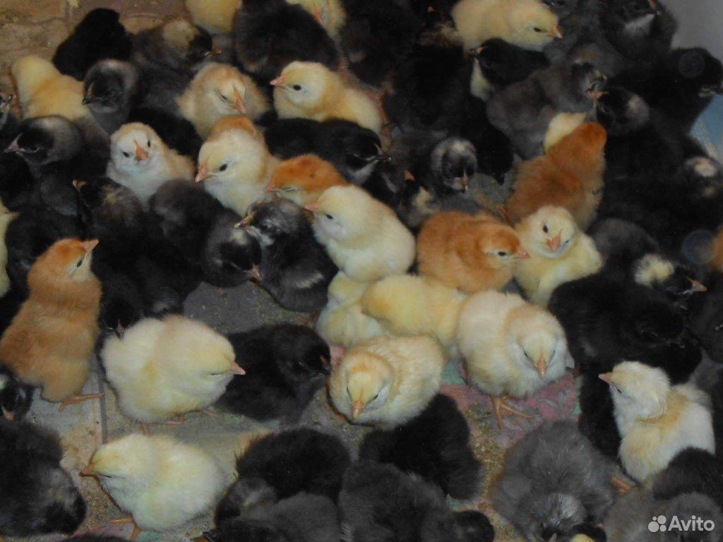 Суточные цыплята пород даминант купить на Зозу.ру - фотография № 2