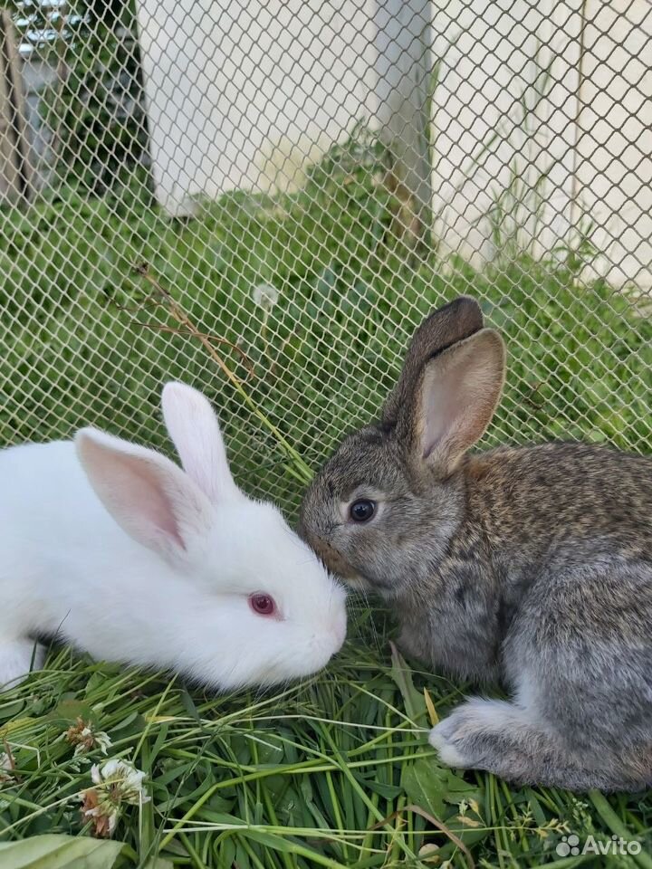Купить Кроликов В Калужской Области Для Разведения