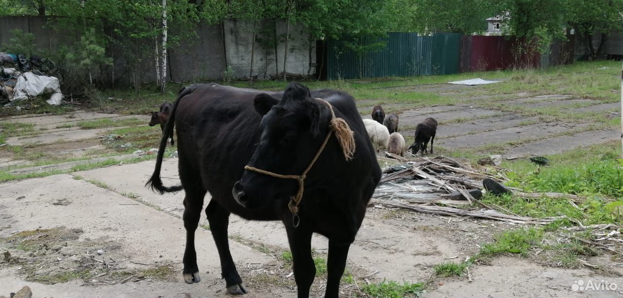 Продаются коровы, теленок купить на Зозу.ру - фотография № 3