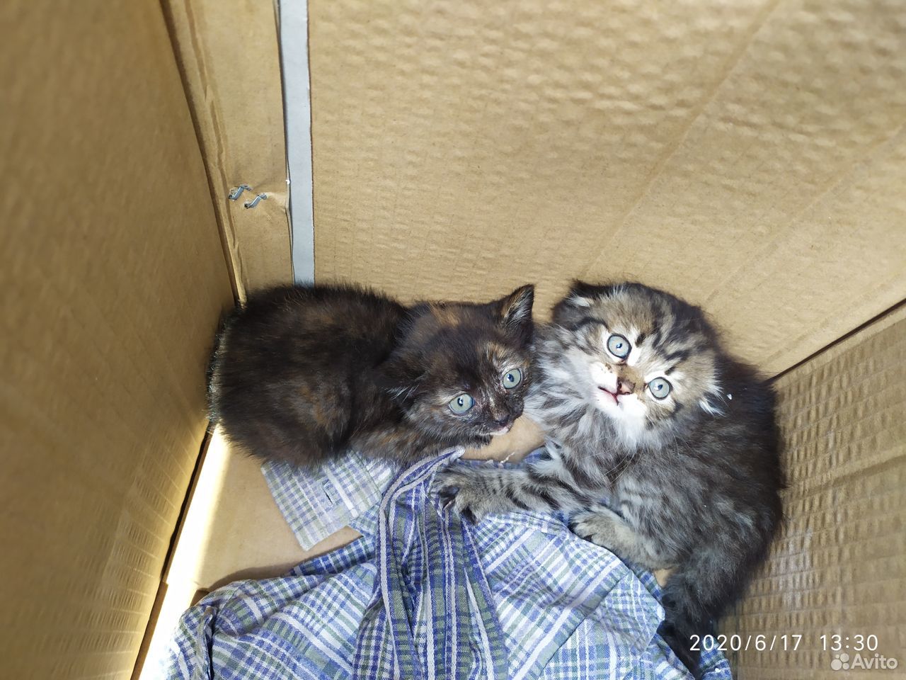 Два кота и одна кошечка купить на Зозу.ру - фотография № 1