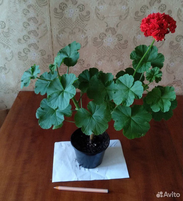 Фикус и цветы купить на Зозу.ру - фотография № 2