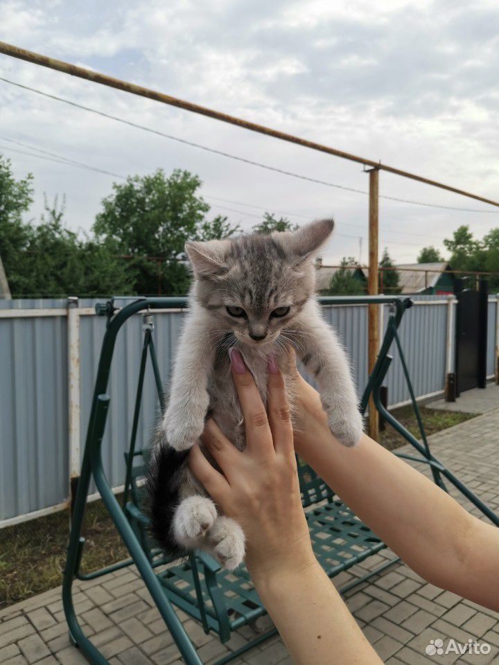 Отдам котят купить на Зозу.ру - фотография № 3