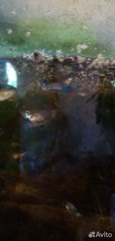 Рыбки аквариумные купить на Зозу.ру - фотография № 2