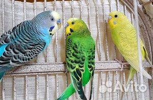 Продам волнистых попугайчиков вмести с клеткой купить на Зозу.ру - фотография № 1