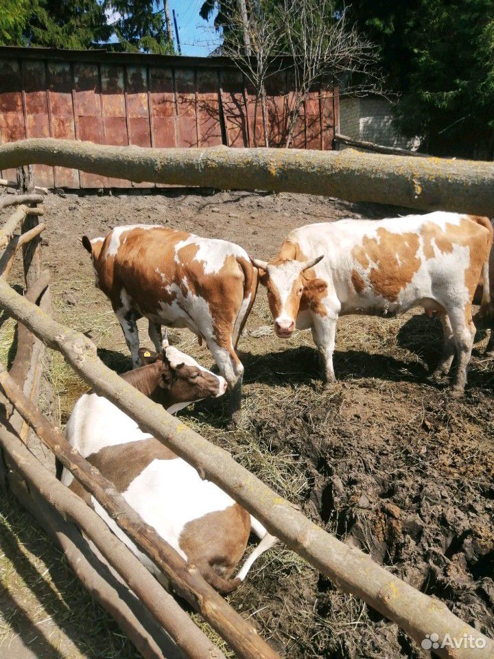 Продам коров купить на Зозу.ру - фотография № 7