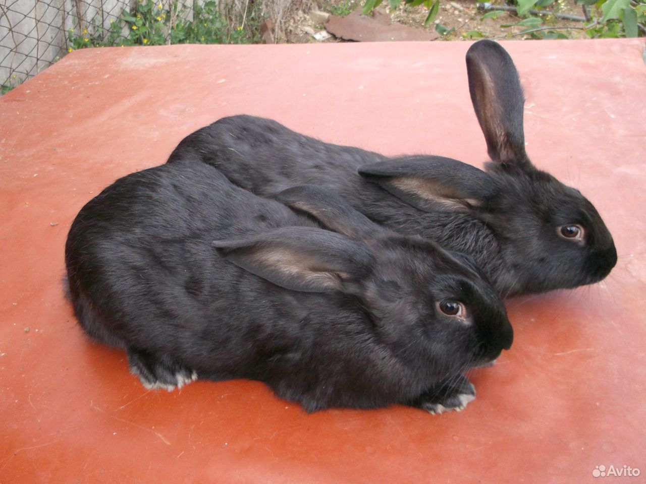 Кролики белый паннон и чёрно-бурые купить на Зозу.ру - фотография № 3