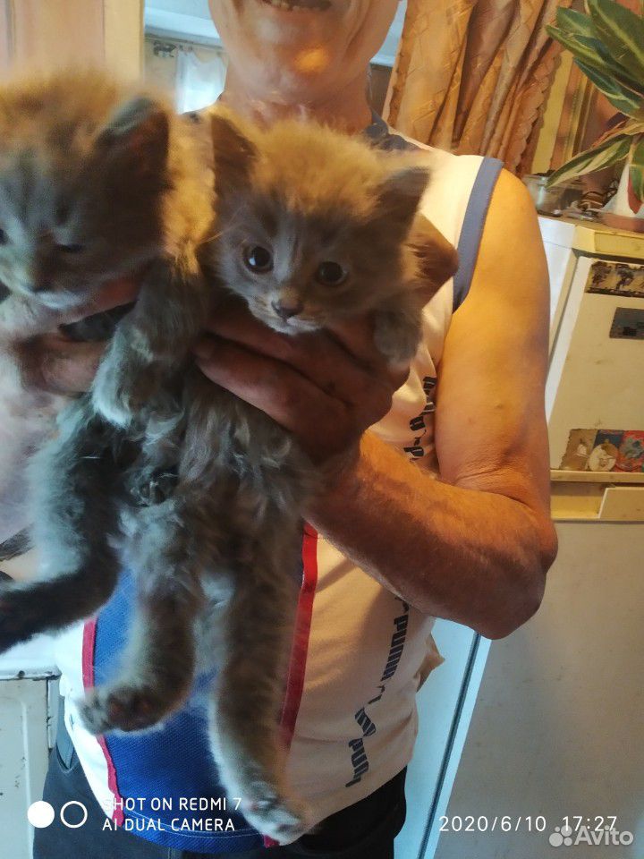 Два котенка, мальчики дымчитые пушистые, сибирские купить на Зозу.ру - фотография № 1