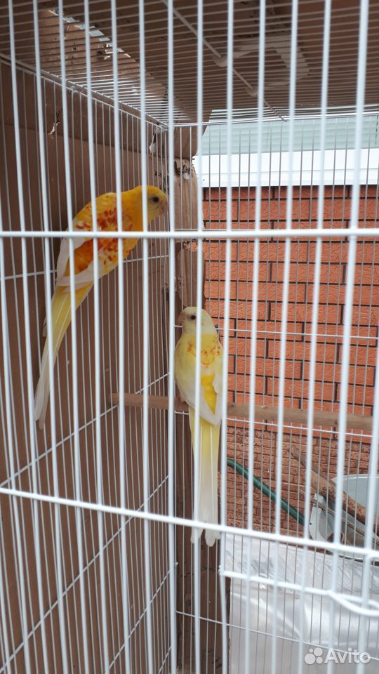 Попугаи певчие какарики кенари купить на Зозу.ру - фотография № 1