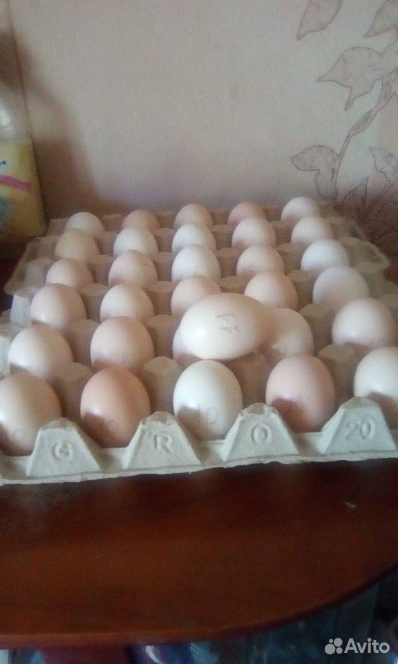 Яйцо инкубационное купить на Зозу.ру - фотография № 8
