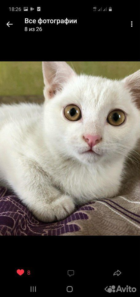 Британский котенок купить на Зозу.ру - фотография № 1