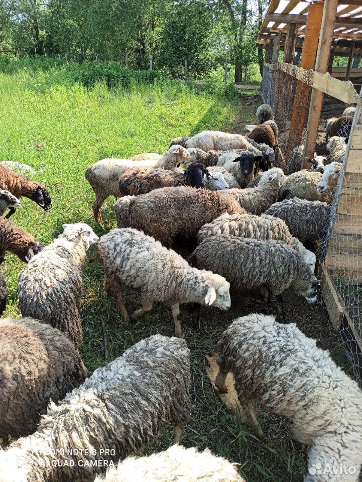 Овцы и козы купить на Зозу.ру - фотография № 6