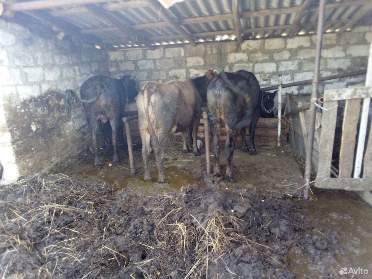Коровы,бык,телята купить на Зозу.ру - фотография № 8
