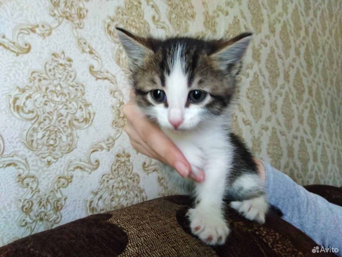 Котята в хорошие руки купить на Зозу.ру - фотография № 3