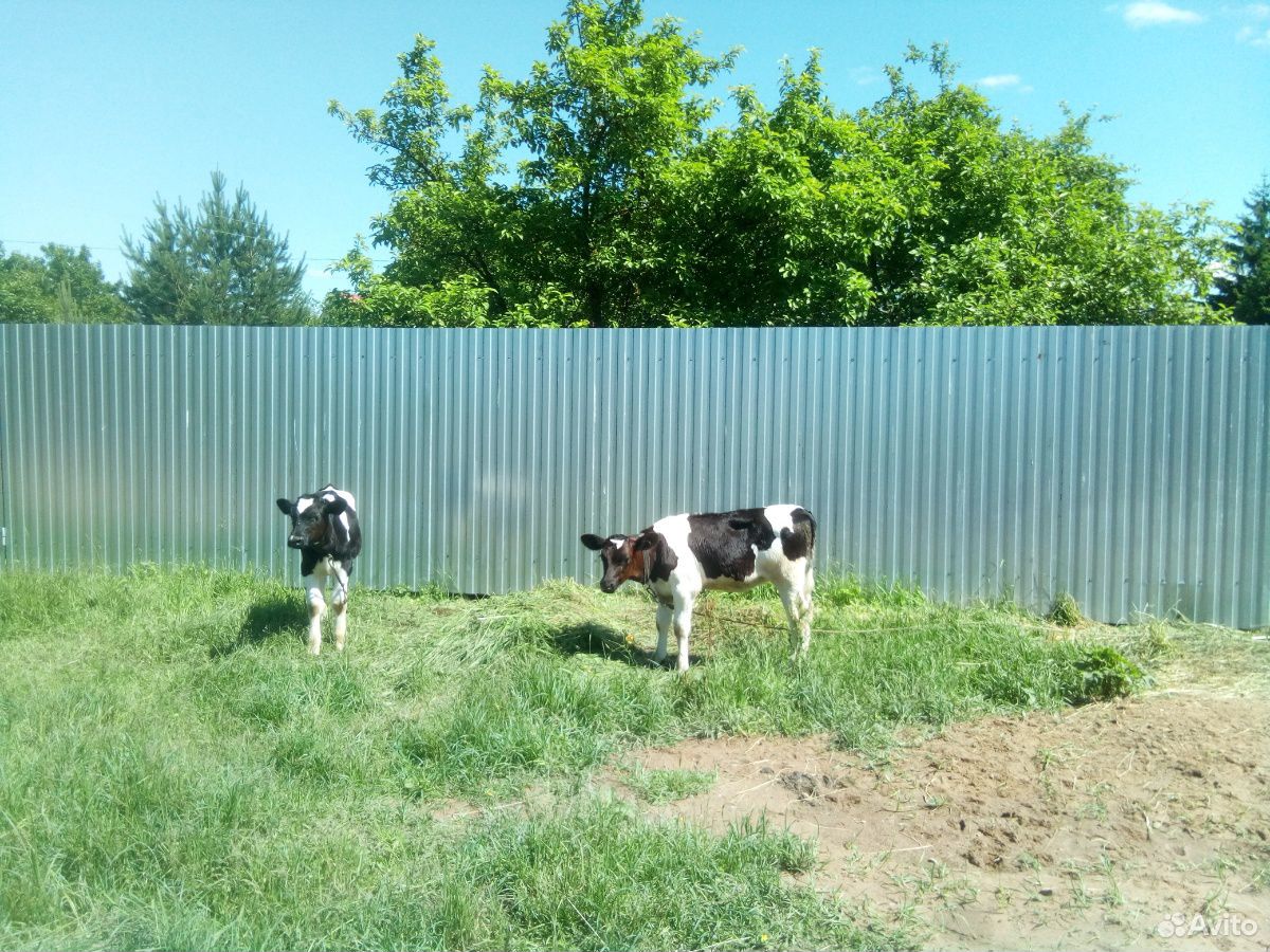 Продаю тёлку от высокоудойной коровы и быка купить на Зозу.ру - фотография № 2