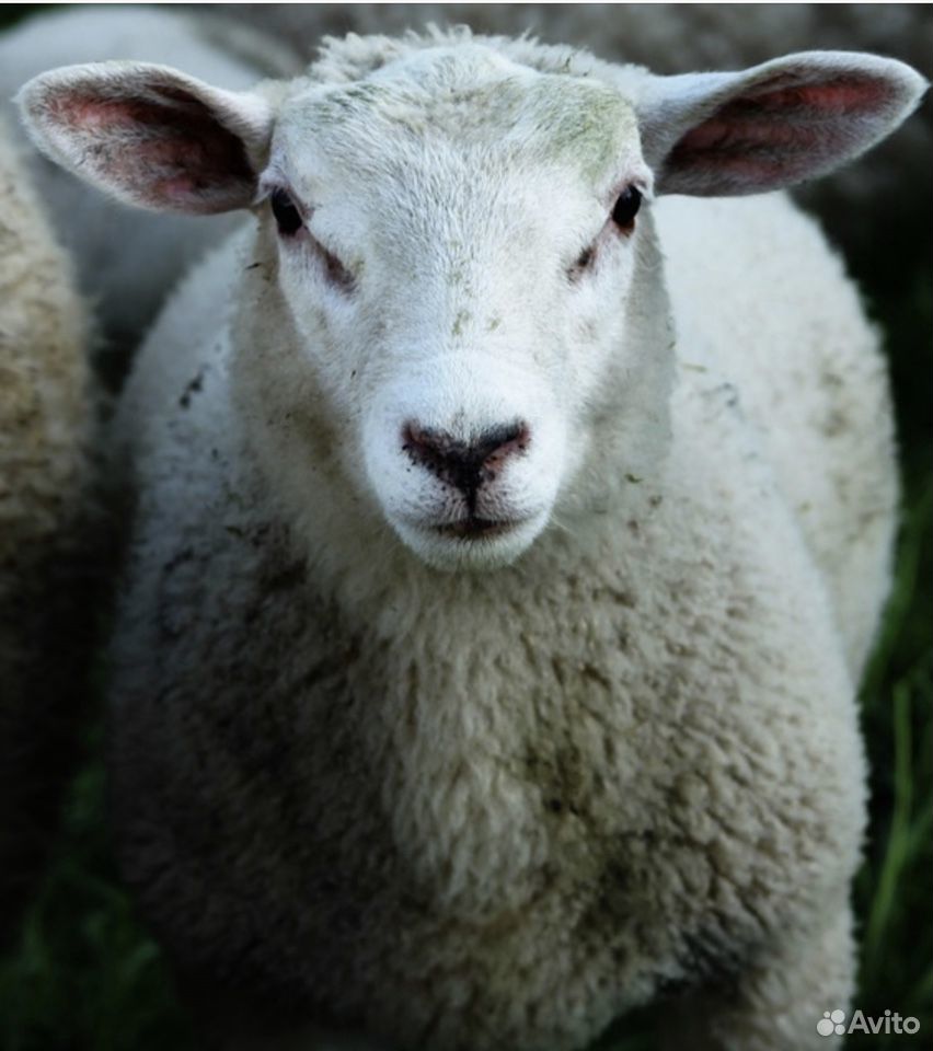 Продам овец, цена договорная купить на Зозу.ру - фотография № 1