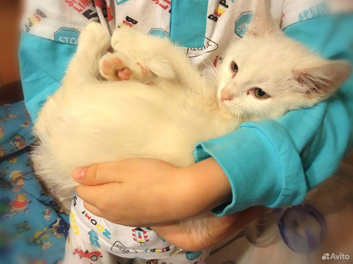 Белый котенок, девочка, 2,5-3 месяца купить на Зозу.ру - фотография № 2