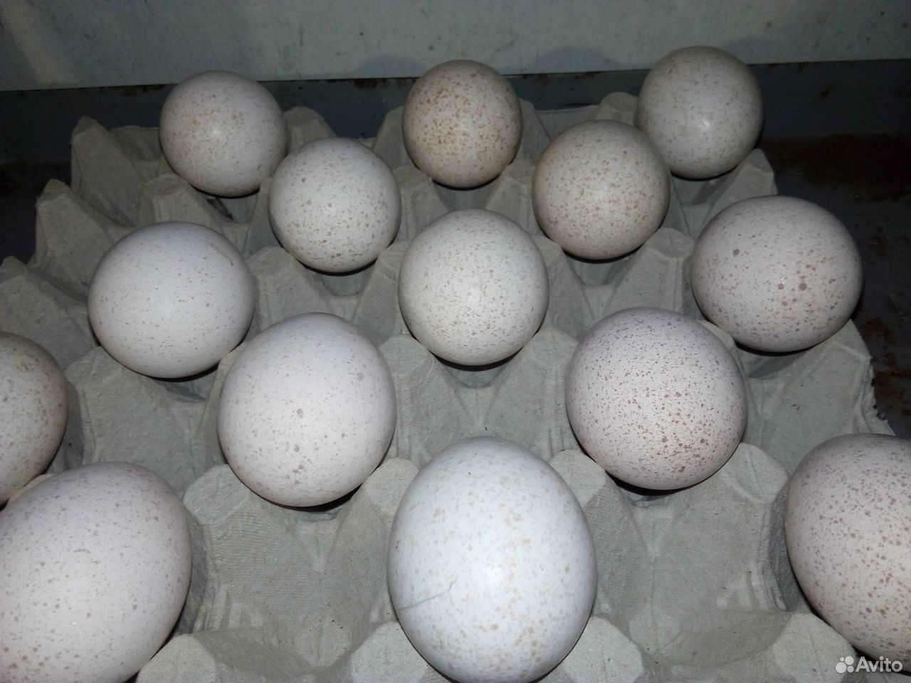 Купить индюшиные яйца для инкубатора. Инкубационное яйцо индейки. Hub 1007011 яйцо инкубационное. Индюшиные яйца. Инкубационное яйцо индейки на 6 день закладки.