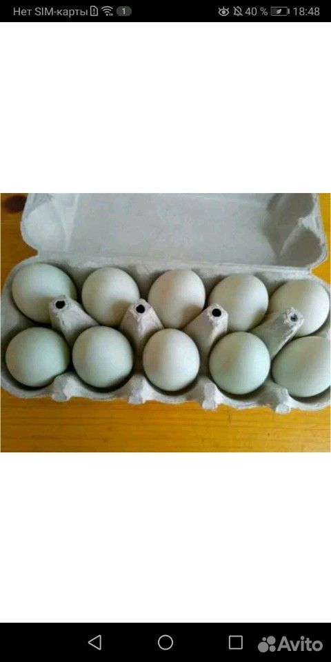 Индийские бегуны, инкубационное яйцо купить на Зозу.ру - фотография № 1