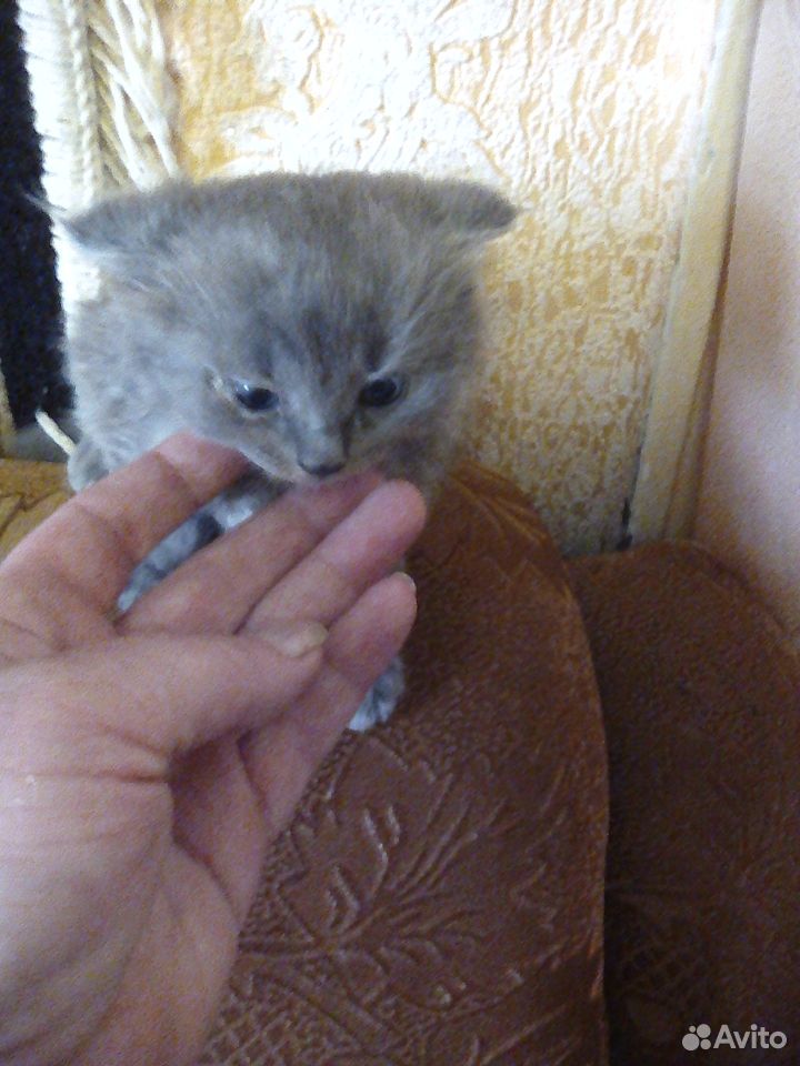 Котята вислоушки купить на Зозу.ру - фотография № 2