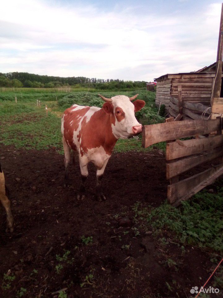 1) Корова,2) -телочка стельная,3) -Корова купить на Зозу.ру - фотография № 2
