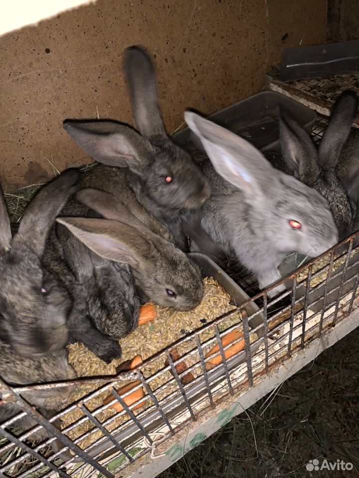 Кролики Фландерс купить на Зозу.ру - фотография № 6