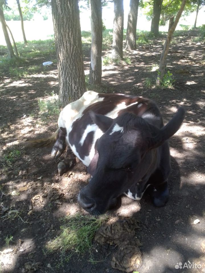 Корова, тёлка стеленная, телята купить на Зозу.ру - фотография № 3