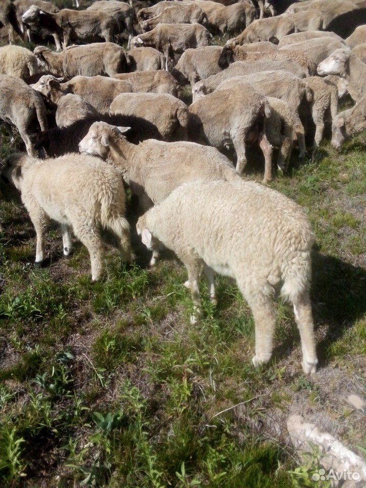 Овцы качкари ярки акот февраль март купить на Зозу.ру - фотография № 2