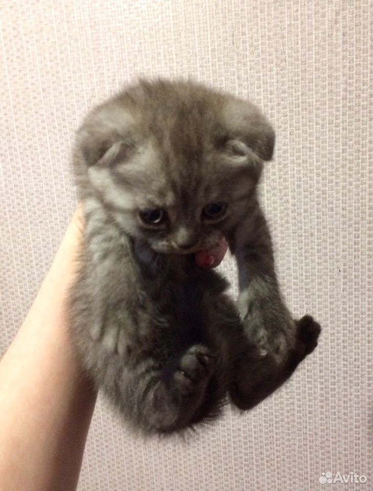 Шотландские котята купить на Зозу.ру - фотография № 6