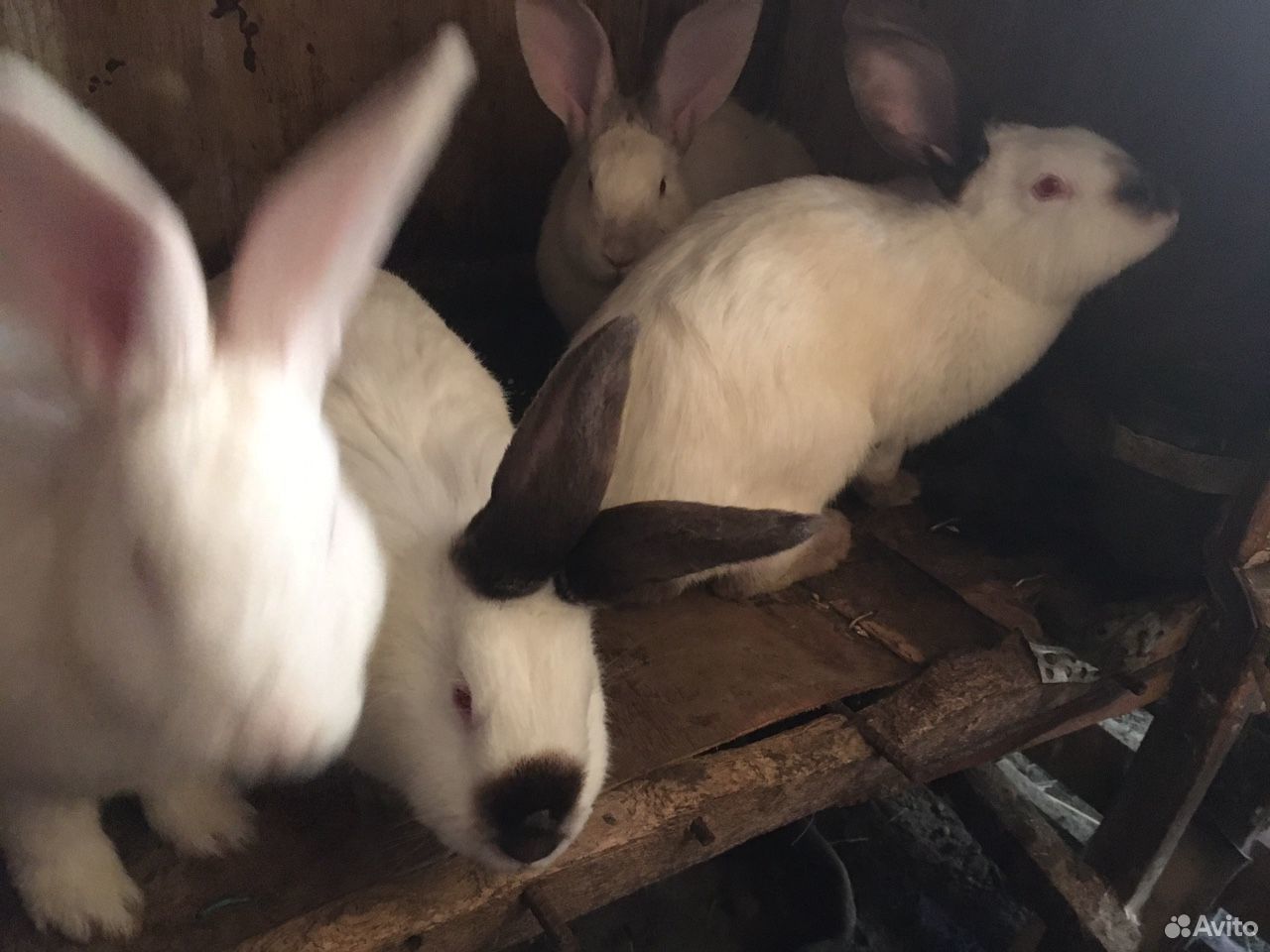 Кролики «калифорнийцы» купить на Зозу.ру - фотография № 2