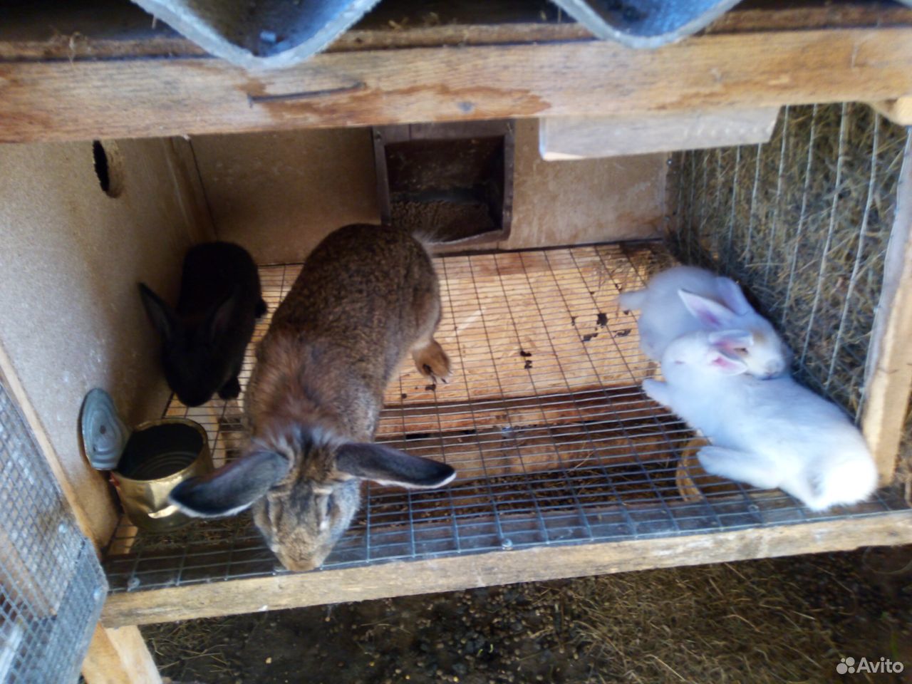 Крольчиха с крольчатами купить на Зозу.ру - фотография № 1