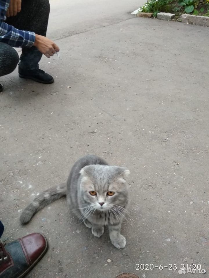 Кот ищет хозяина купить на Зозу.ру - фотография № 3