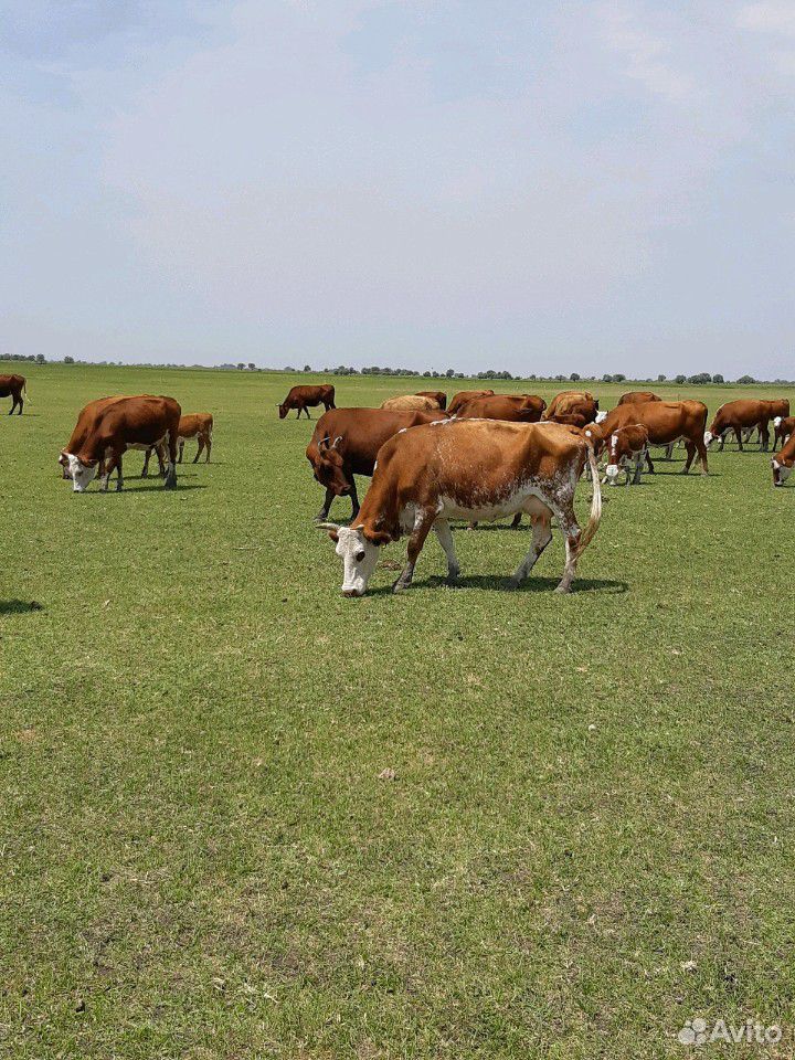 Корова с теленком купить на Зозу.ру - фотография № 8