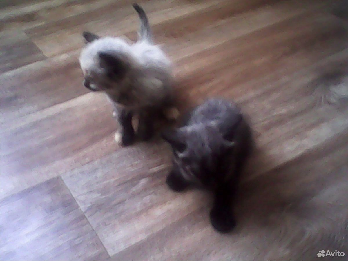 Кошки 1,5 месяца купить на Зозу.ру - фотография № 1