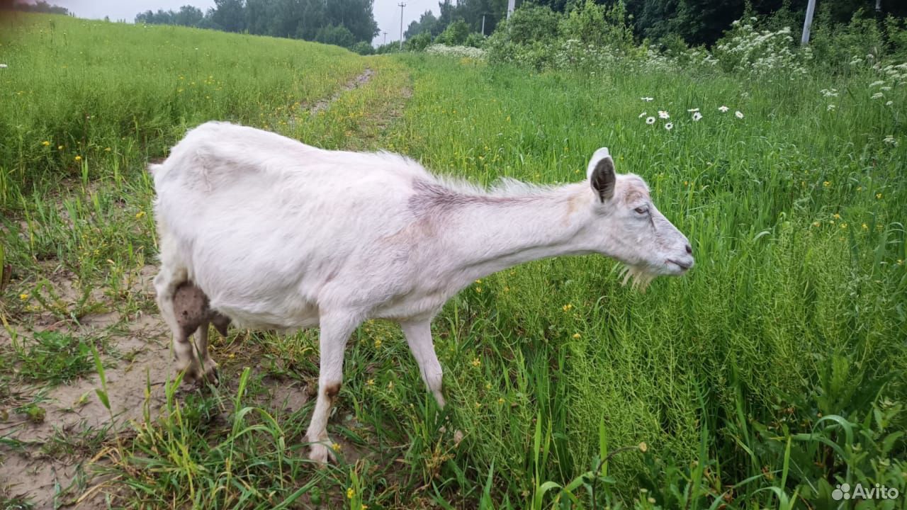 Альпийка коза 4 литра,идеальный характер купить на Зозу.ру - фотография № 1