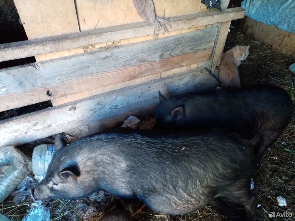 Супоросные вьетнамские свинки от мангалицы купить на Зозу.ру - фотография № 2