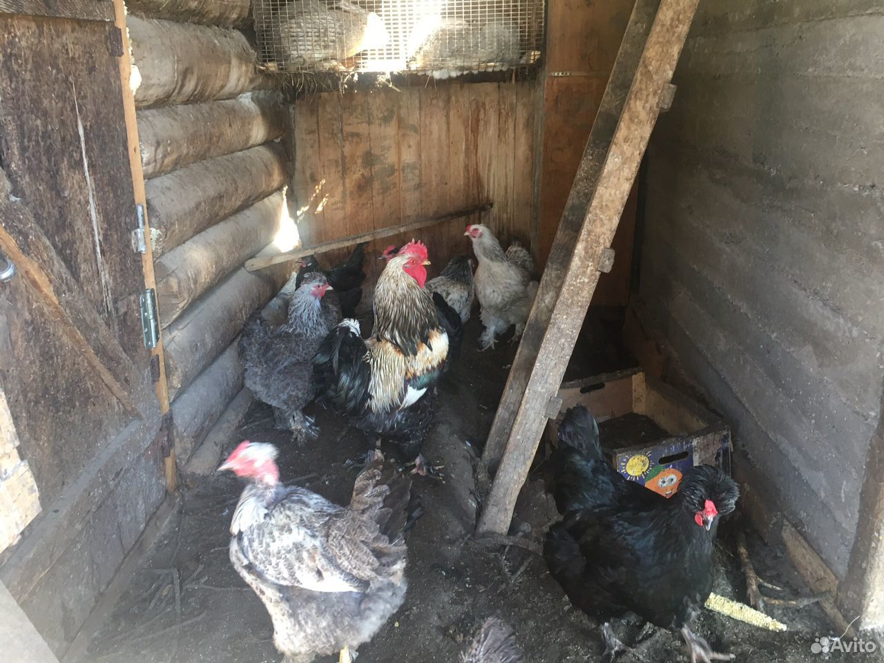 Яйца куриные на инкубацию купить на Зозу.ру - фотография № 4