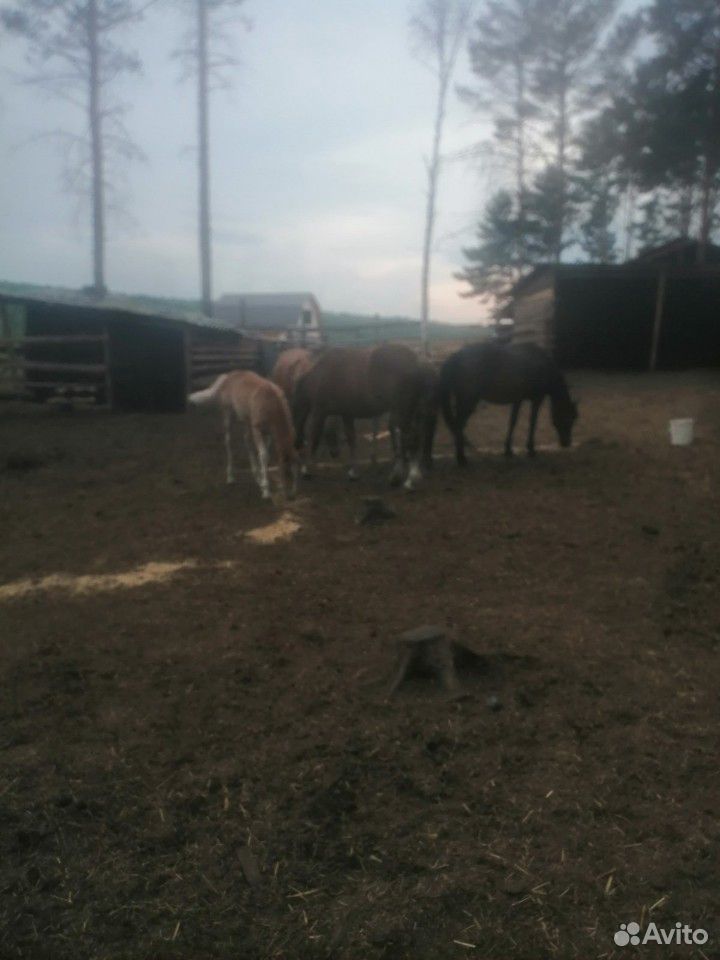 Лошади с жеребятами купить на Зозу.ру - фотография № 1