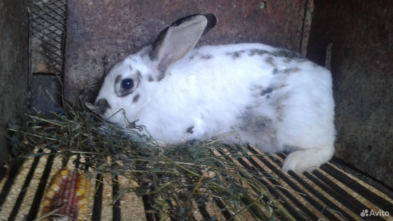 Кролики(самки и крольчата) купить на Зозу.ру - фотография № 3