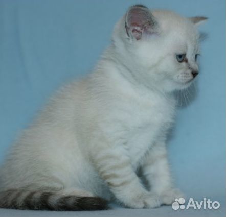 Кошечка с голубыми глазками купить на Зозу.ру - фотография № 1
